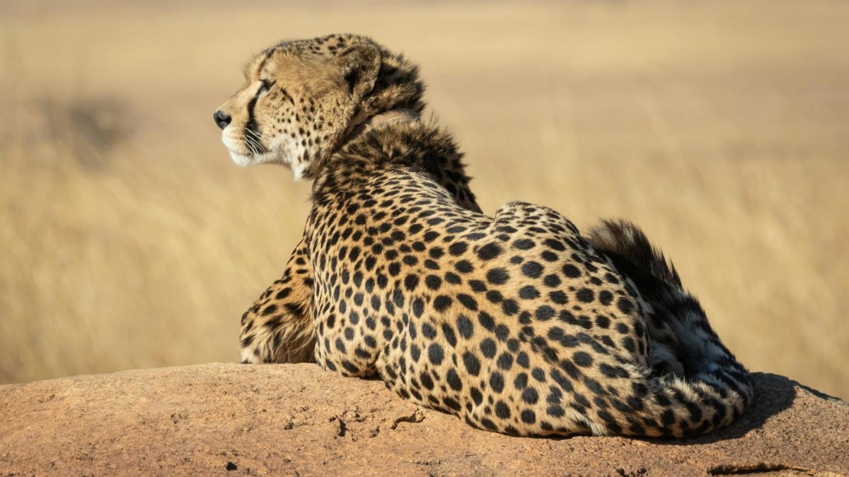 A majestic cheetah (Acinonyx jubatus) basking in the sun on a rock in South Africa.