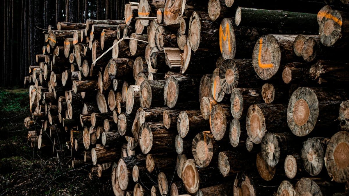 A close-up of stacked tree logs in a forest, showcasing natural textures.