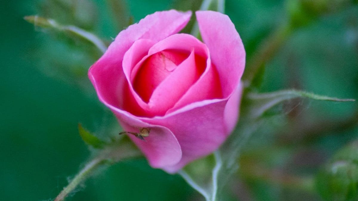 A detailed close-up of a pink rose bud with visible dew drops, symbolizing freshness and nature.