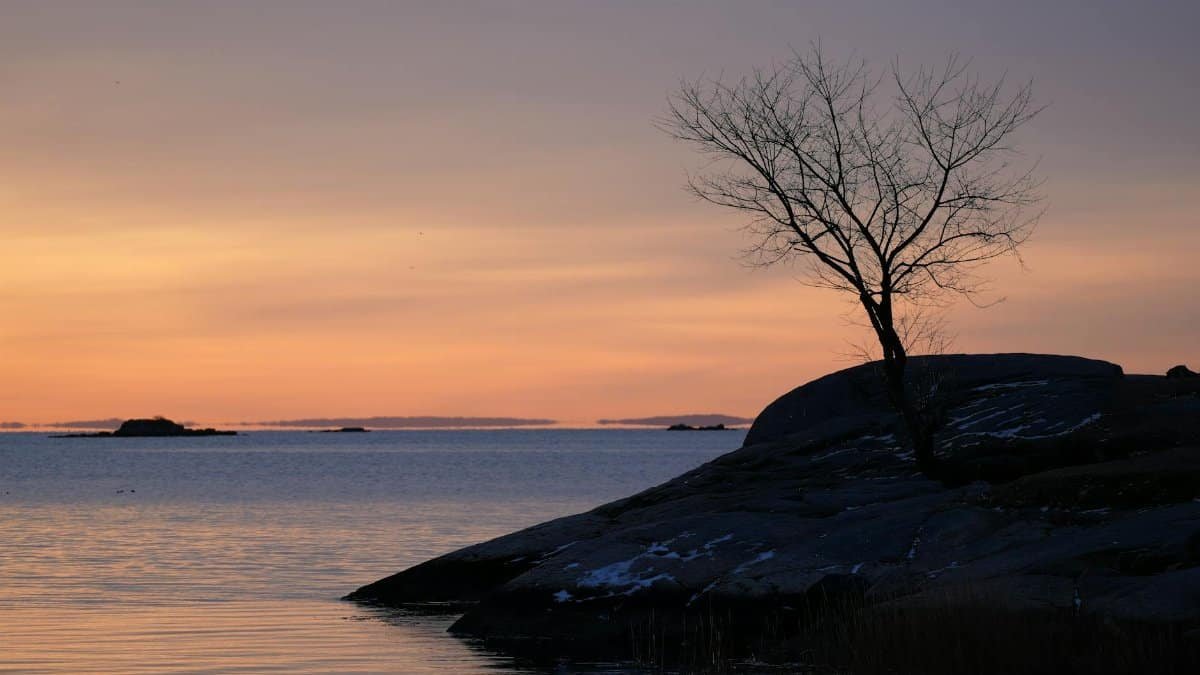 Beautiful sunrise over Cove Island Park in Stamford, Connecticut, with a tree silhouette against the dawn sky.