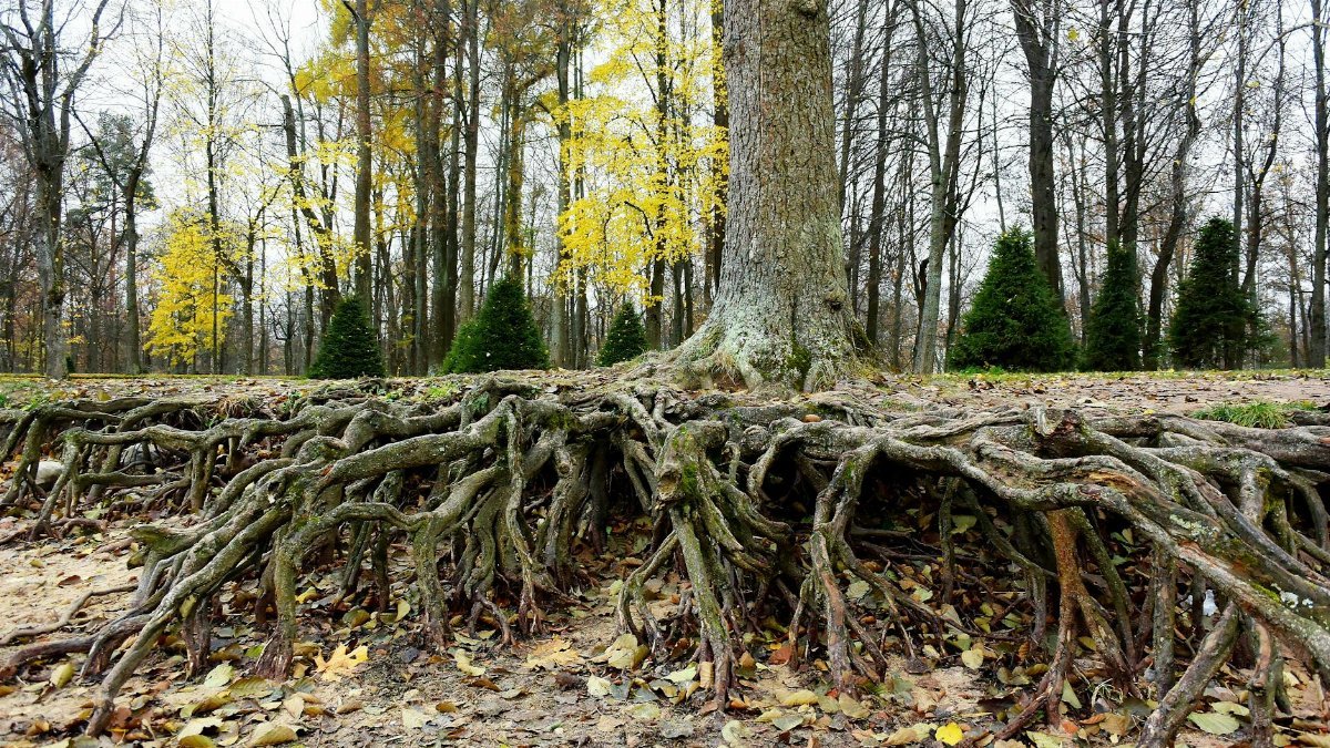Vibrant roots exposed beneath a tree in an autumn forest in Saint Petersburg, Russia.