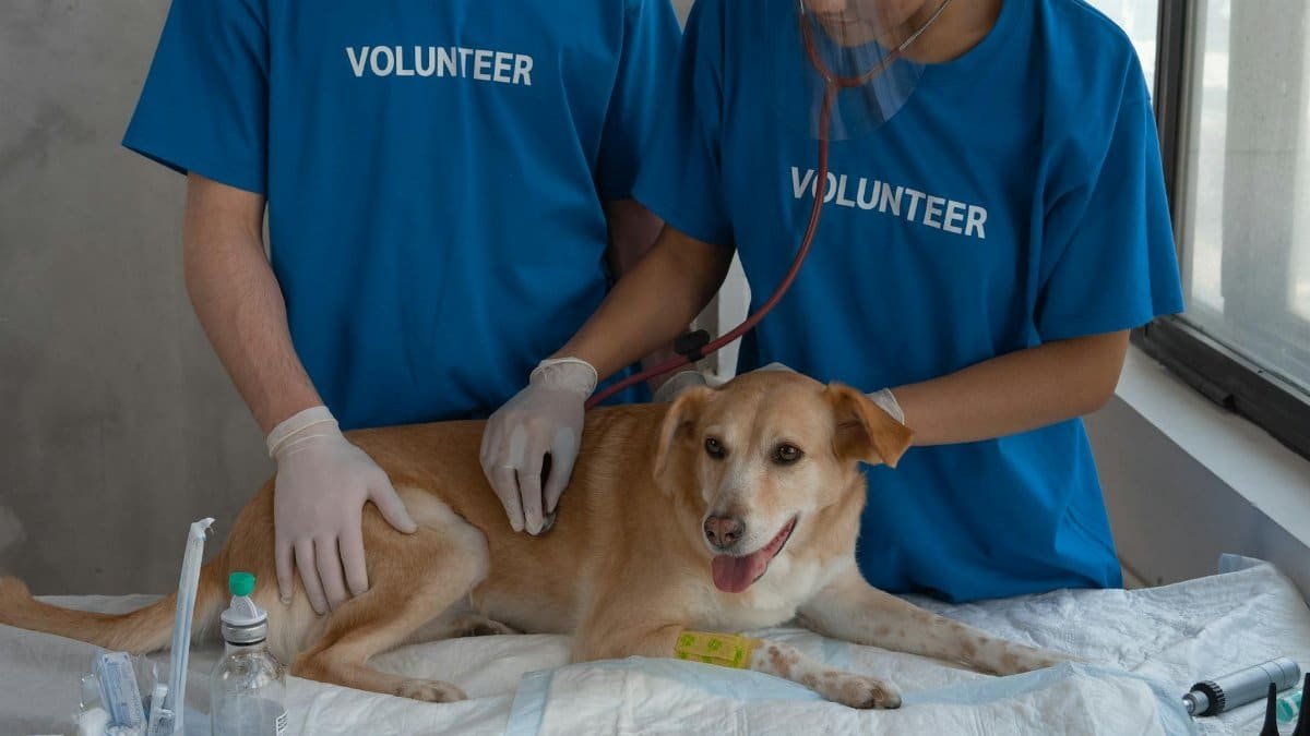 Veterinary volunteers caring for a dog during a checkup at an animal clinic.